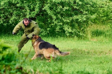 O bir suçlu olsaydı büyük tüylü köpek figurant yakalamak.