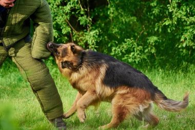 Kıllı malinois çoban ısırıyor kol mans.