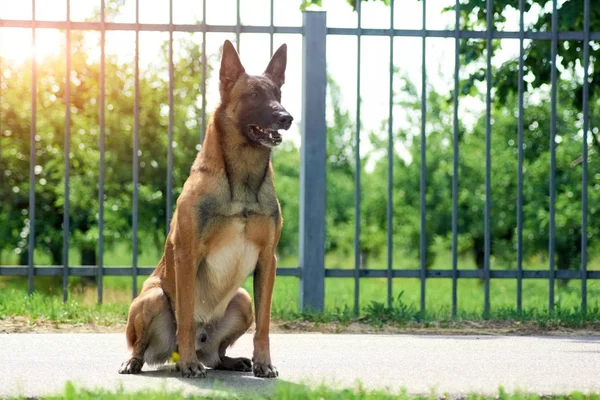 El perro está mirando algo inusual. . — Foto de Stock