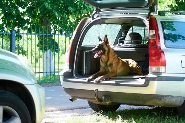 El perro está mintiendo y felizmente mirando fuera de la bota de equipaje . — Foto de Stock