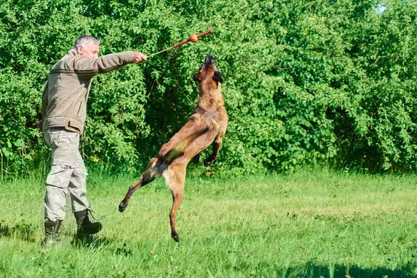 El perro está saltando por el juguete . — Foto de Stock