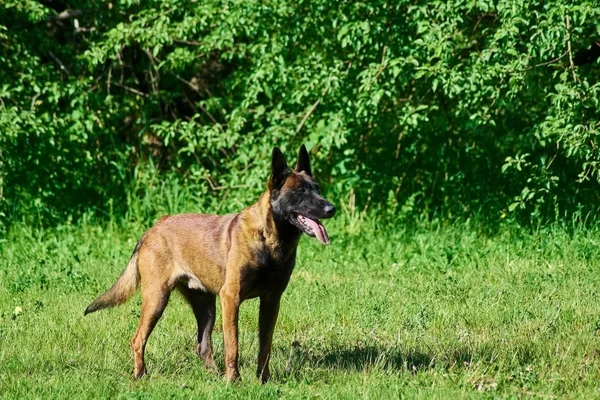 Le berger belge reste dans la prairie. . — Photo