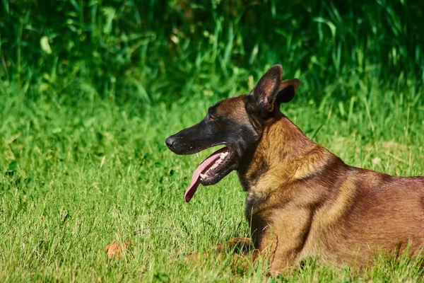 Köpek yoruldu. — Stok fotoğraf