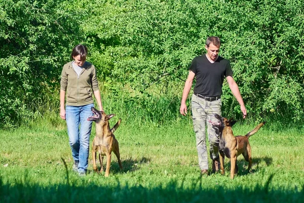 Los perros están mirando a sus dueños. . —  Fotos de Stock