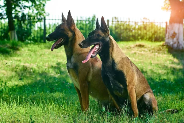 Çoban birkaç çim üzerinde oturuyorsun. — Stok fotoğraf