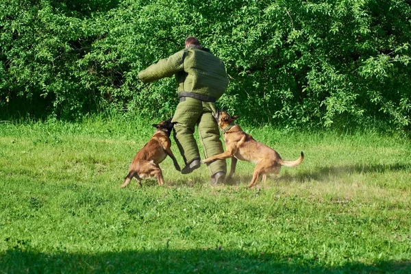 Deux chiens neutralisent l'homme. . — Photo