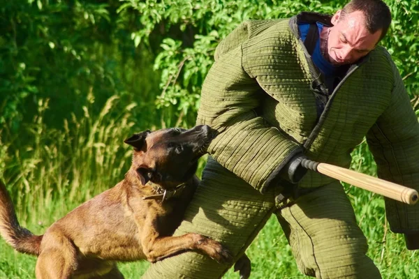 El perro furioso está abrazando la pierna del hombre y mordiéndole el codo. . — Foto de Stock