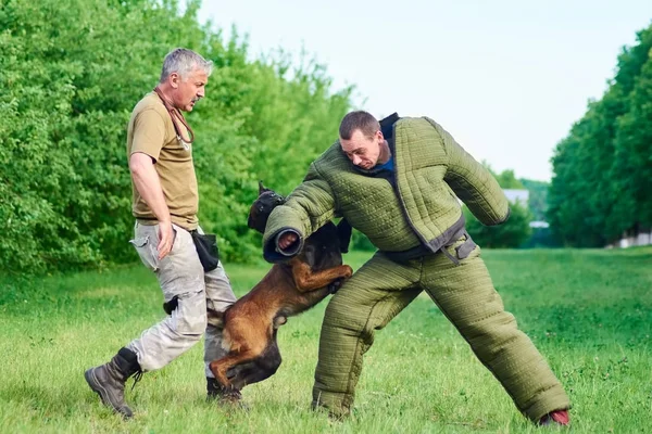 Le chien attaque le figurateur pendant que le dresseur regarde . — Photo