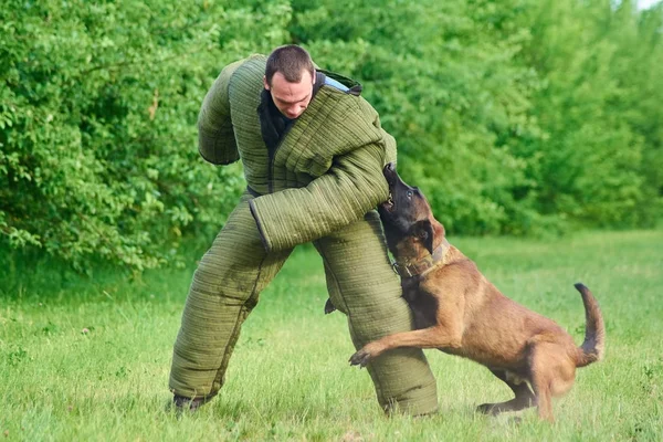 The figurant is bending down because the hound is pulling him to. — Stock Photo, Image