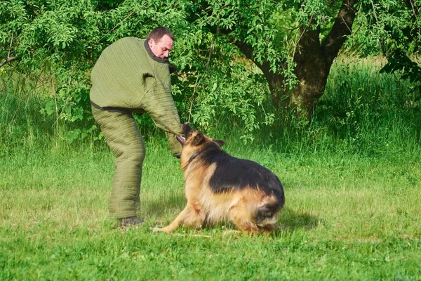 L'homme en costume spécial supporte les chiens qui mordent . — Photo