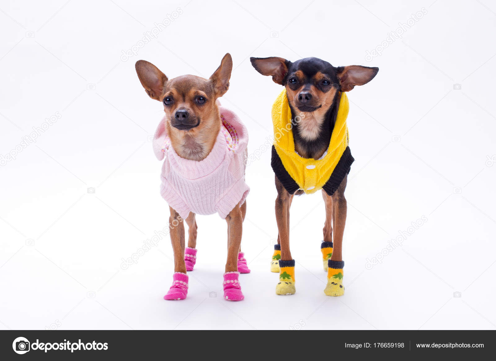 Russian Toy Terrier And Chihuahua