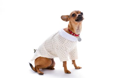 Beyaz elbiseler içinde sevimli küçük chihuahua.