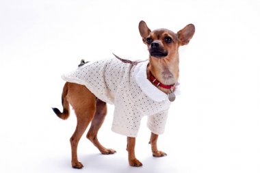 Beyaz arka plan üzerinde izole güzel chihuahua.
