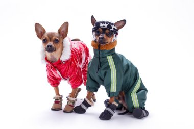 Minyatür chihuahua ve korkunç köpek giyim.