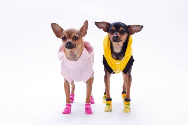 Rus oyuncak-korkunç ve chihuahua.