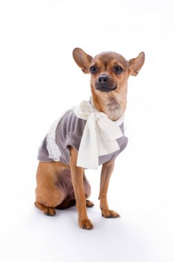 Rus oyuncak chihuahua moda giyim.