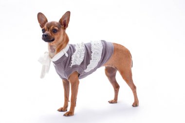 Çok güzel Rus oyuncak, stüdyo vurdu.