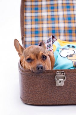 Chihuahua kahverengi seyahat bavul içinde.