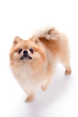 Güzel pomeranian spitz köpek yavrusu.