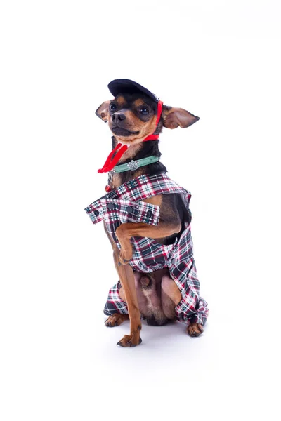 Cachorro usando lindo ropa de moda . —  Fotos de Stock