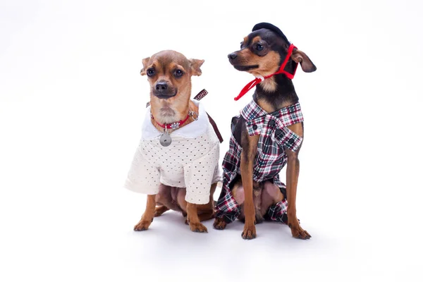Chihuahua and terrier russian toys. — Stock Photo, Image