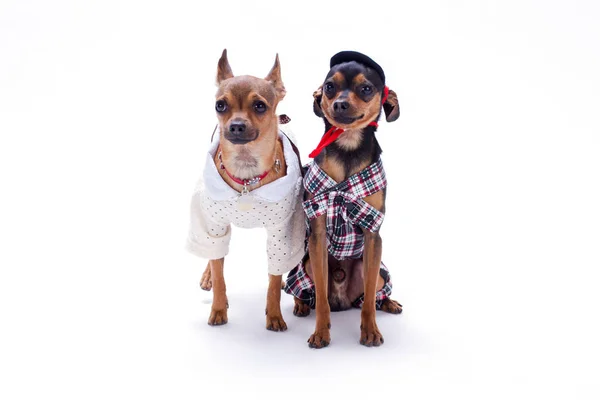 Cute couple of dressed chihuahua and toy terrier. — Stock Photo, Image
