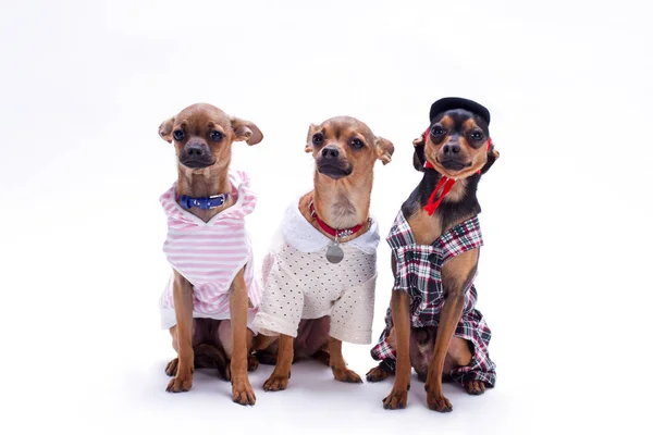 Purebred miniature dogs, studio shot. — Stock Photo, Image