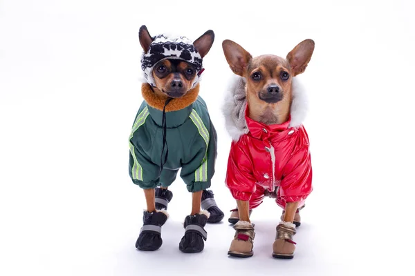 Petits jouets chihuahua et terrier en costumes d'hiver . — Photo