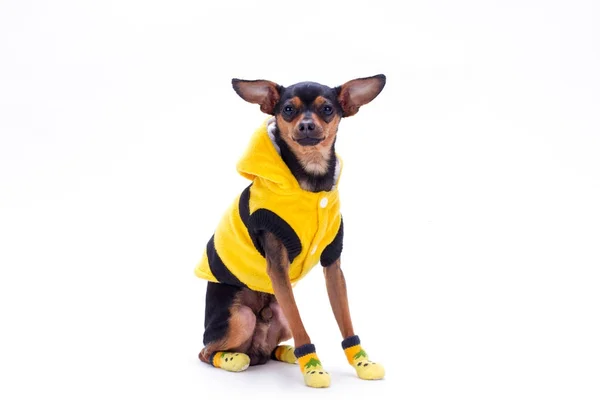 Rusia juguete-terrier en ropa amarilla . —  Fotos de Stock