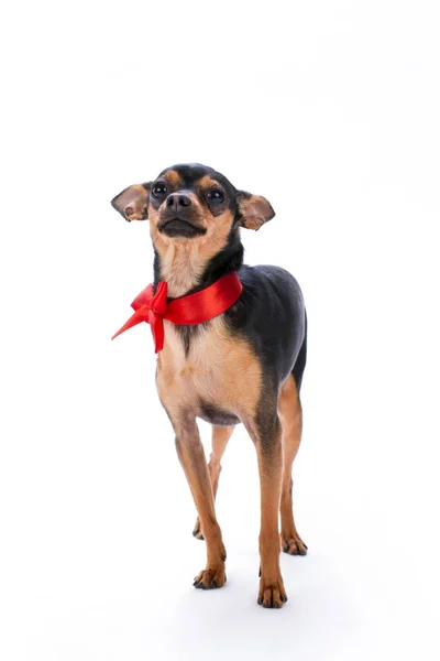 Precioso juguete-terrier con cinta roja . — Foto de Stock