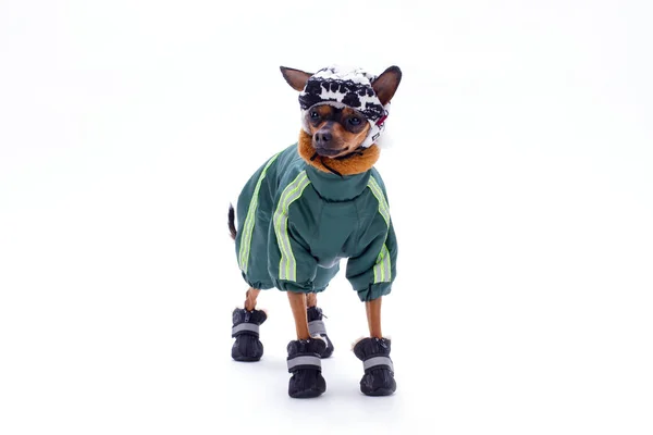 Russian toy-terrier in sport costume. — Stock Photo, Image