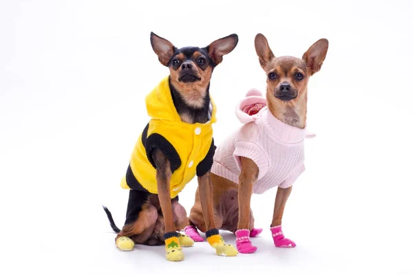 Sleek-haired toy-terrier and chihuahua. — Stock Photo, Image