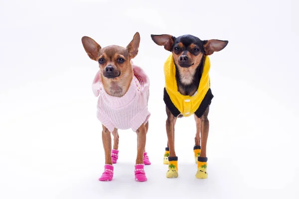Russian toy-terrier and chihuahua. — Stock Photo, Image