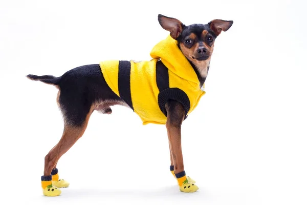 Sleek-haired toy terrier in yellow clothes. — Stock Photo, Image