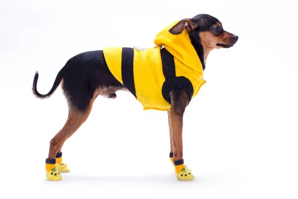 Toy-terrier in abiti di moda, vista profilo . — Foto Stock