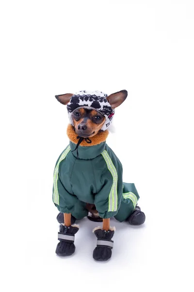 Cute terrier dog in clothes, studio shot. — Stock Photo, Image