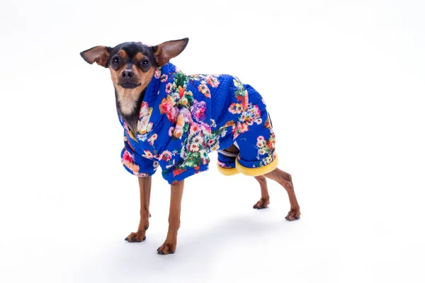 Juguete terrier femenino en traje estampado floral . —  Fotos de Stock