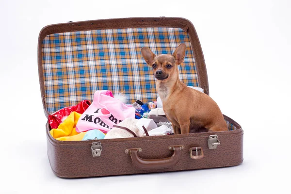 Rasowe chihuahua rosyjski w walizce. — Zdjęcie stockowe