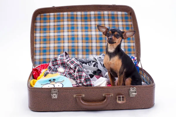 W walizce dla podróży Toy terrier. — Zdjęcie stockowe