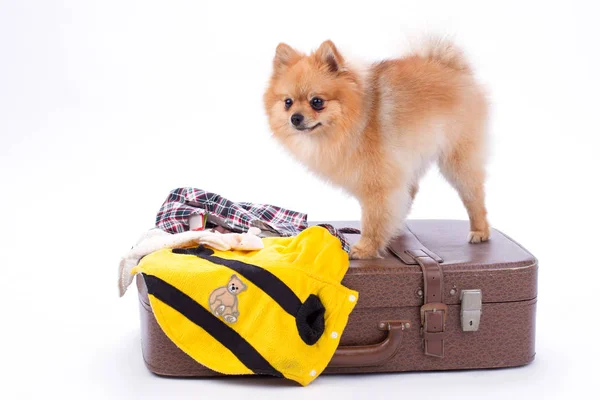 Pomeranian spitz de pie en la maleta de viaje . — Foto de Stock