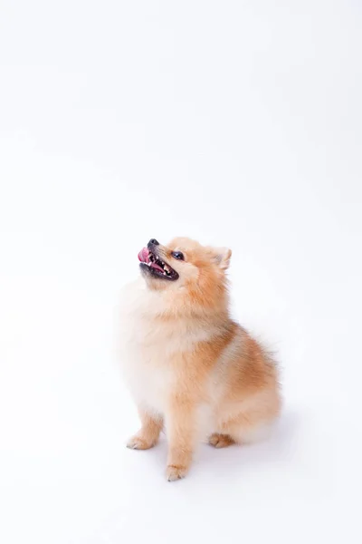 Studio shot of ridiculous pomeranian spitz. — Stock Photo, Image