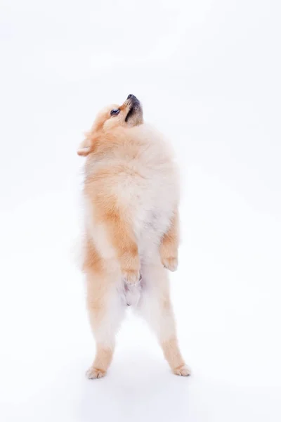 Spitz da Pomerânia em pé sobre duas patas . — Fotografia de Stock