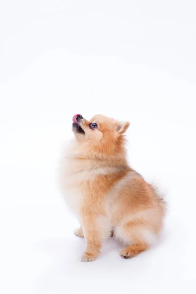 Cor laranja spitz, exibição de perfil . — Fotografia de Stock