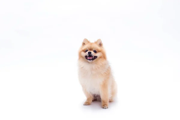 Bonito jovem cão pomerano . — Fotografia de Stock