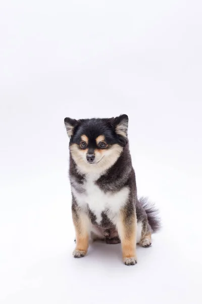 Hermoso juguete pomeraniano blanco y negro . — Foto de Stock