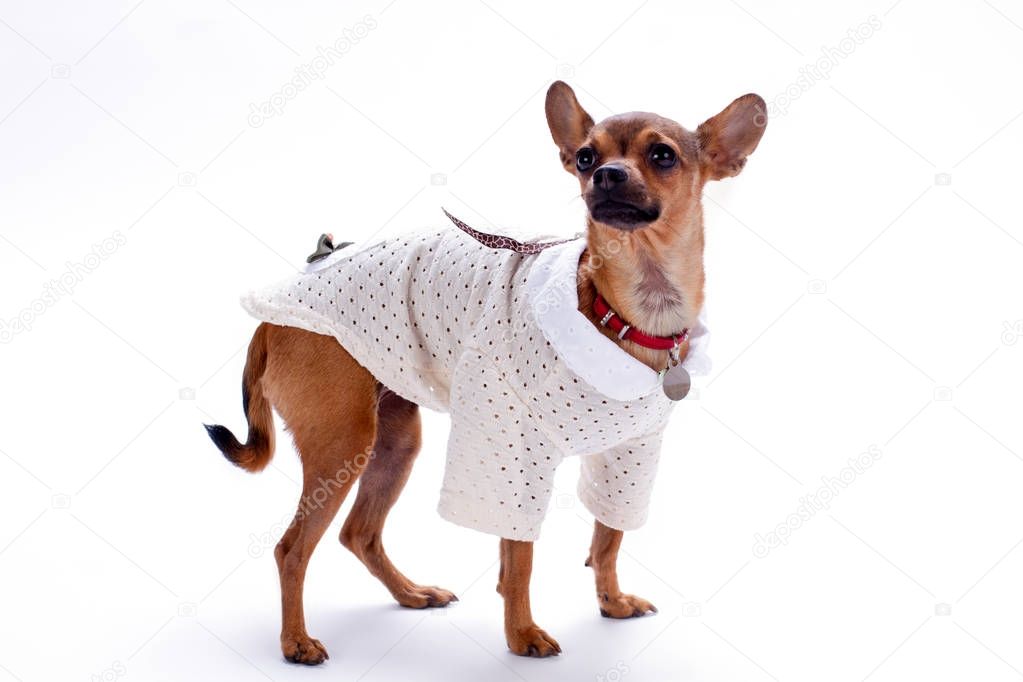 Beautiful chihuahua isolated on white background.