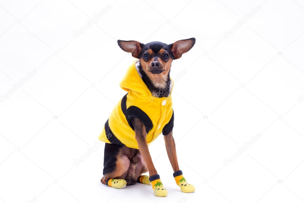 Russian toy-terrier in yellow clothes.