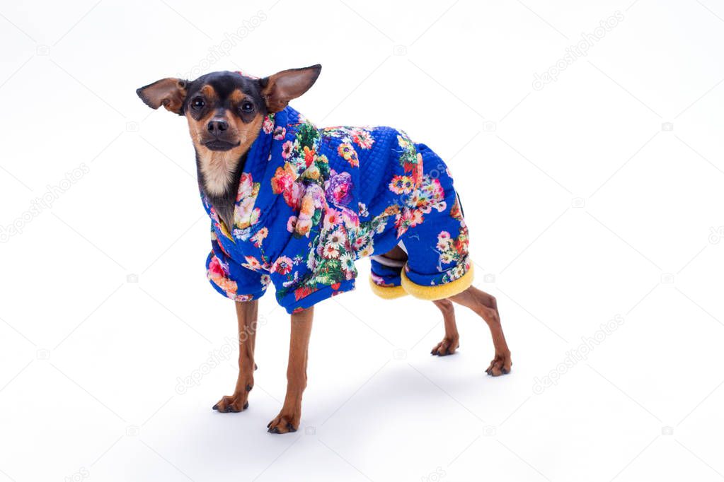 Female toy terrier in floral print costume.