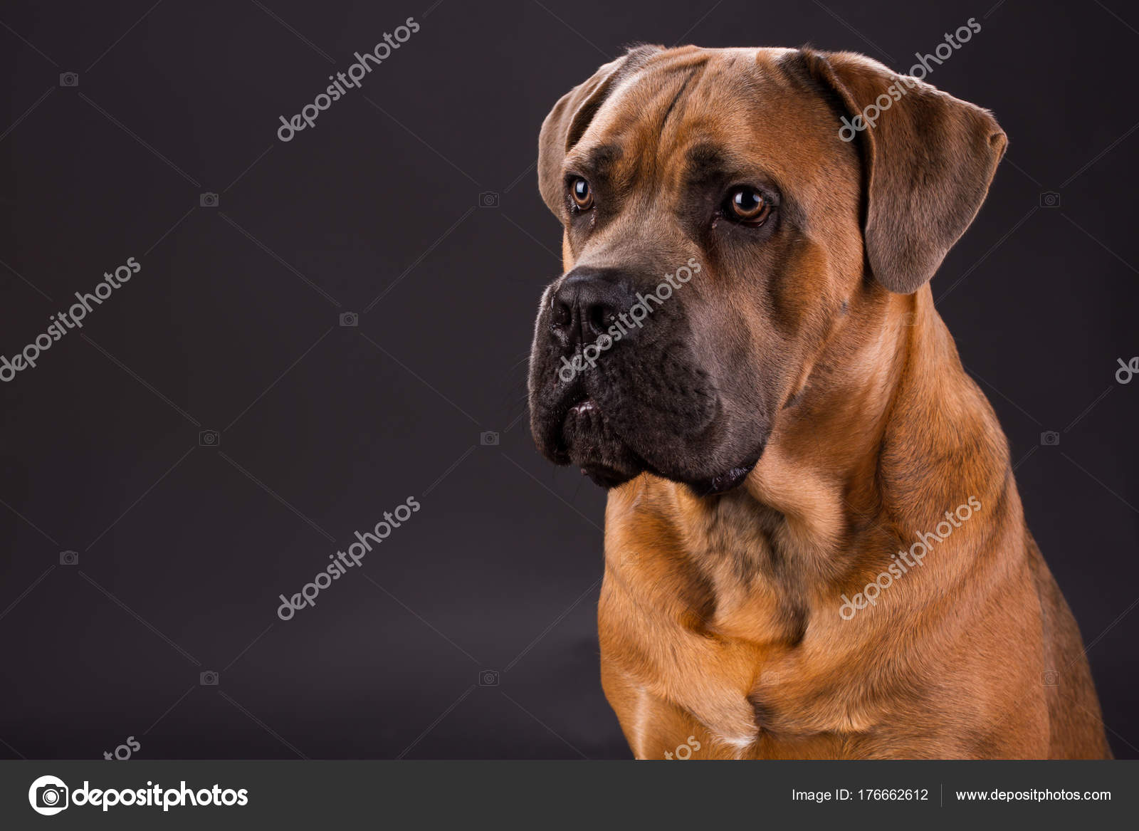 Brown Cane Corso Studio Portrait Stock Photo Denisfilm 176662612