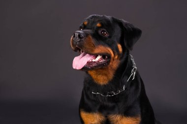 Çok güzel rottweiler köpek portresi.